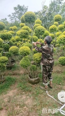 10公分造型亮晶女贞