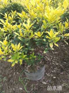 高度30厘米黄金枸骨