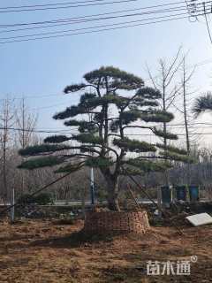 15公分造型黑松