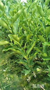 高度20厘米柑橘