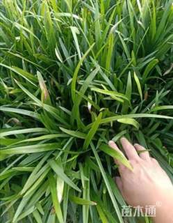 高度25厘米阔叶麦冬