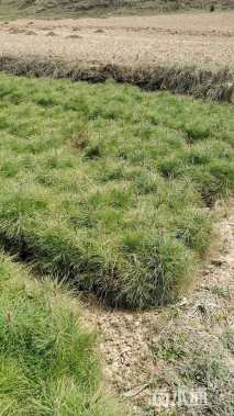 高度35厘米油松