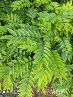 0.1公分海南黄花梨