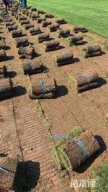 草卷状百慕大草