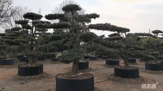 容器苗造型罗汉松