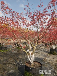 2公分日本红枫-红舞姬