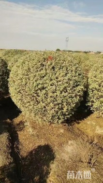 冠幅180厘米银姬小蜡球