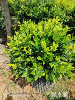 80厘米金森女贞球