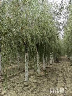 12公分垂柳