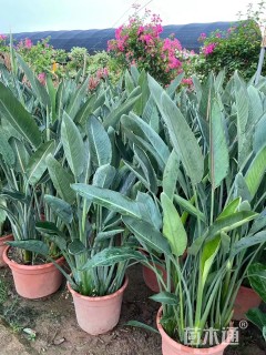 高度50厘米鹤望兰