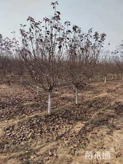 6公分红宝石海棠