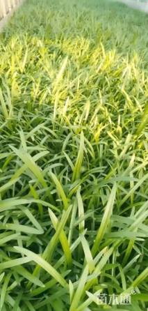 高度30厘米百子莲