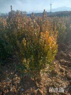 高度45厘米高山黄杨