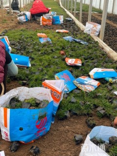 高度6.5厘米青绿苔草