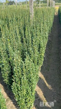 高度120厘米直立冬青