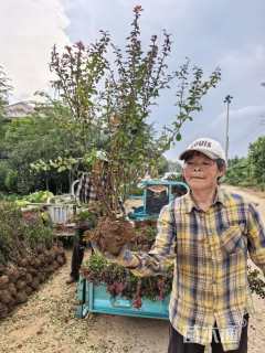 高度60厘米红叶小檗