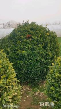 冠幅120厘米大叶黄杨球