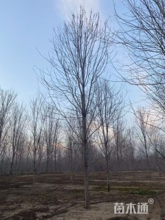 18公分美国红枫