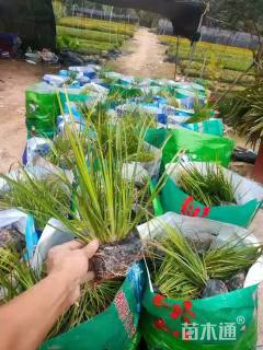 高度25厘米金叶菖蒲