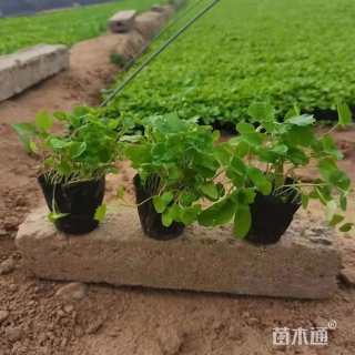 高度10厘米二月兰