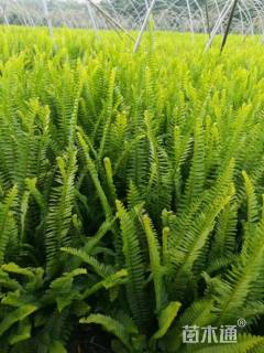 高度20厘米肾蕨