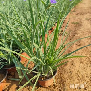 高度40厘米紫露草