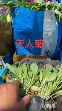 高度20厘米天人菊