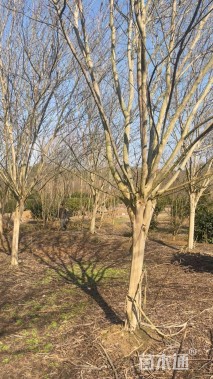 高度500厘米红花紫薇