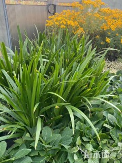 高度30厘米德国鸢尾