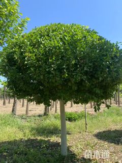 高度200厘米嫁接卫矛球