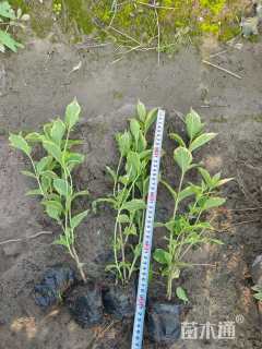 高度30厘米花叶锦带