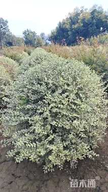 冠幅80厘米金边黄杨球