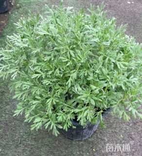 高度30厘米芙蓉菊