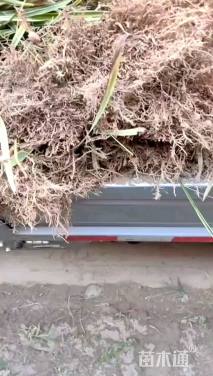 高度15厘米金边麦冬