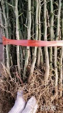 高度100厘米枸橘