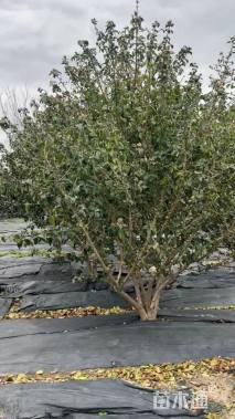 高度250厘米中华木绣球