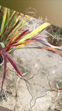 高度15厘米血草