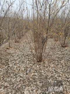 高度180厘米丛生蜡梅