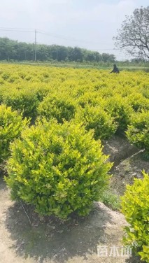 冠幅100厘米金森女贞球