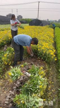 高度50厘米金丝桃