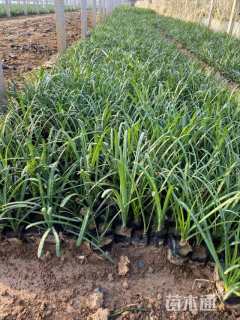 高度15厘米玫瑰石蒜