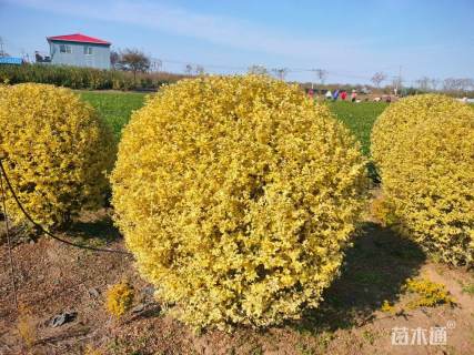 高度80厘米金姬小蜡球