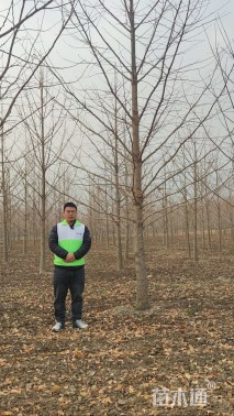 10公分彩叶豆梨