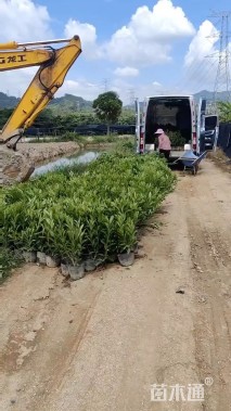 高度30厘米非洲茉莉