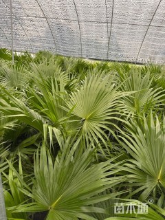 裸干高100厘米蒲葵