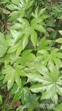 高度25厘米八角金盘小苗