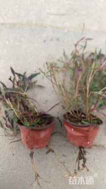 高度25厘米千鸟花