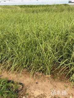 高度55厘米斑叶芒