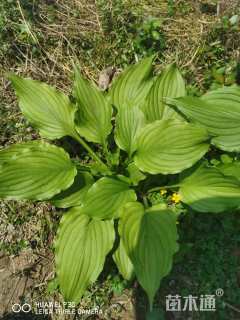 40厘米紫花玉簪
