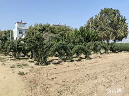 冠幅120厘米月季花球